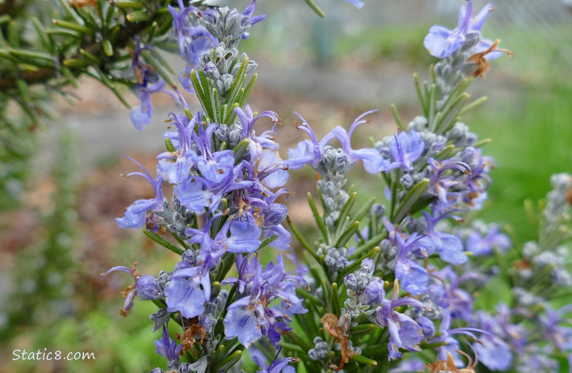 Rosemary blooms