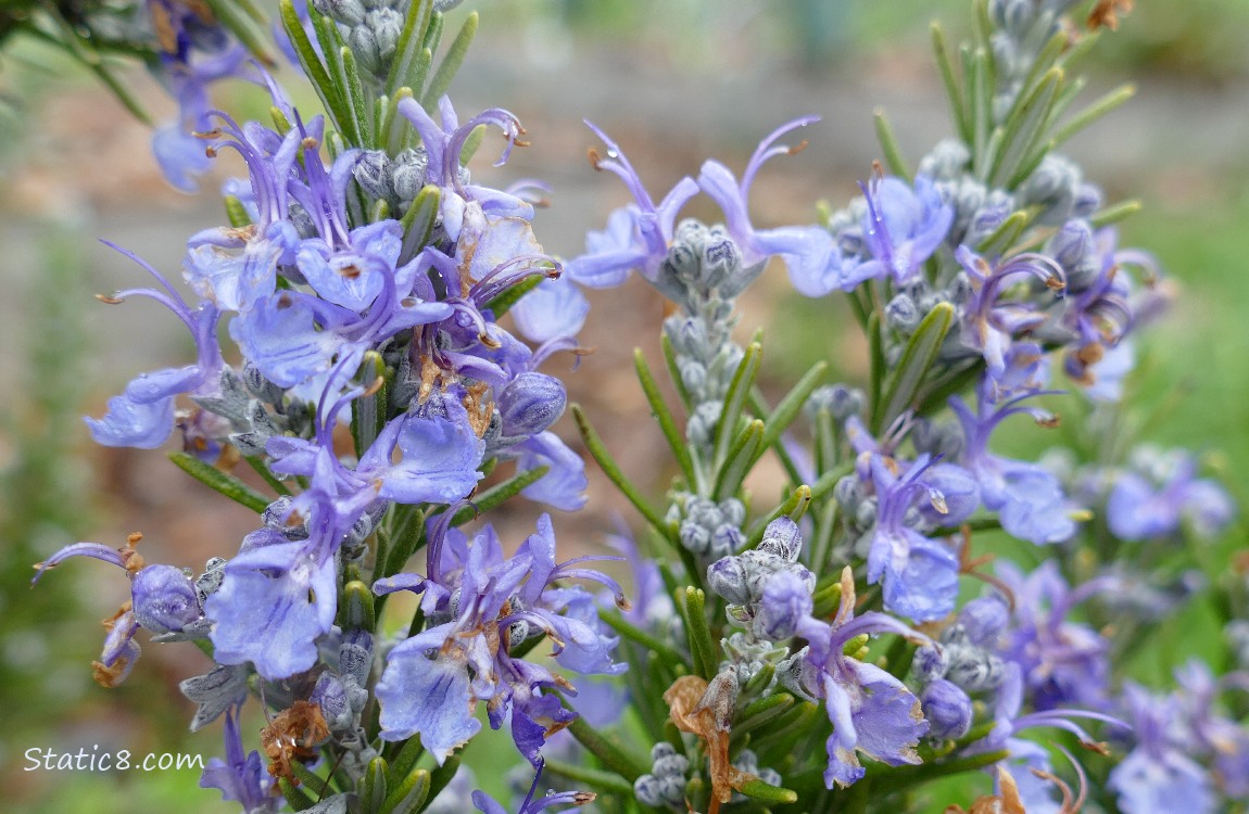 Rosemary blooms