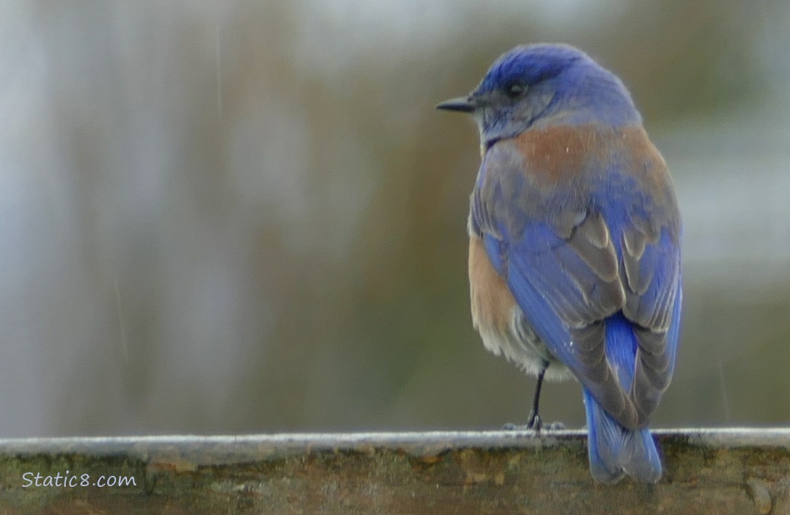 Western Bluebird male standing in the rain on a wood fence