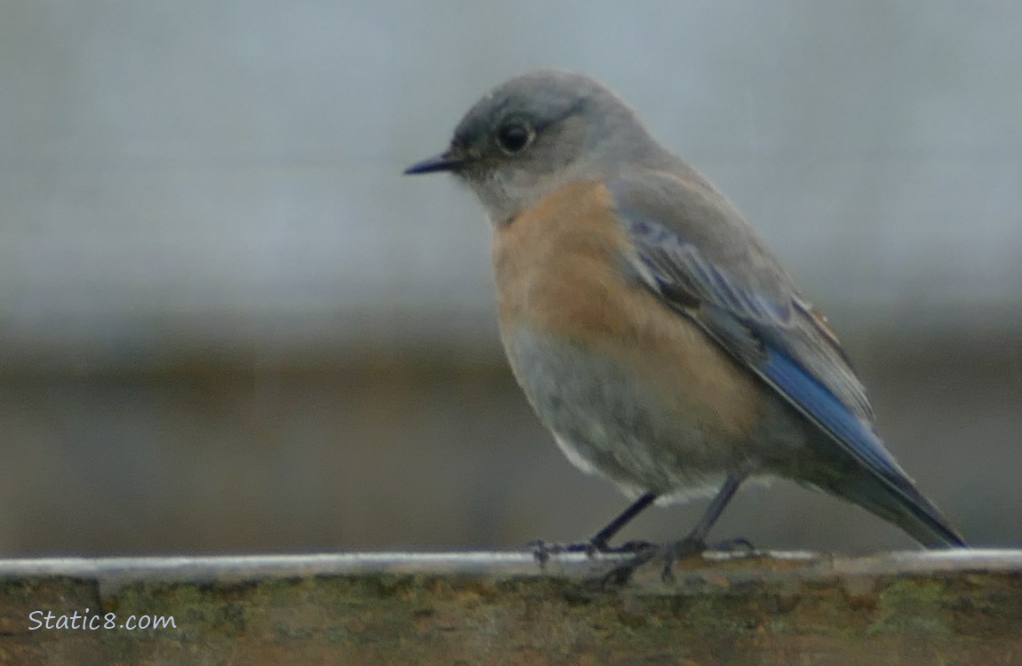 Western Bluebird female standing in the rain on a wood fence