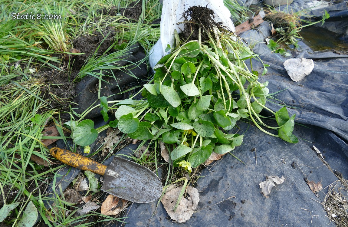 Lesser Celandine pulled out and bagged