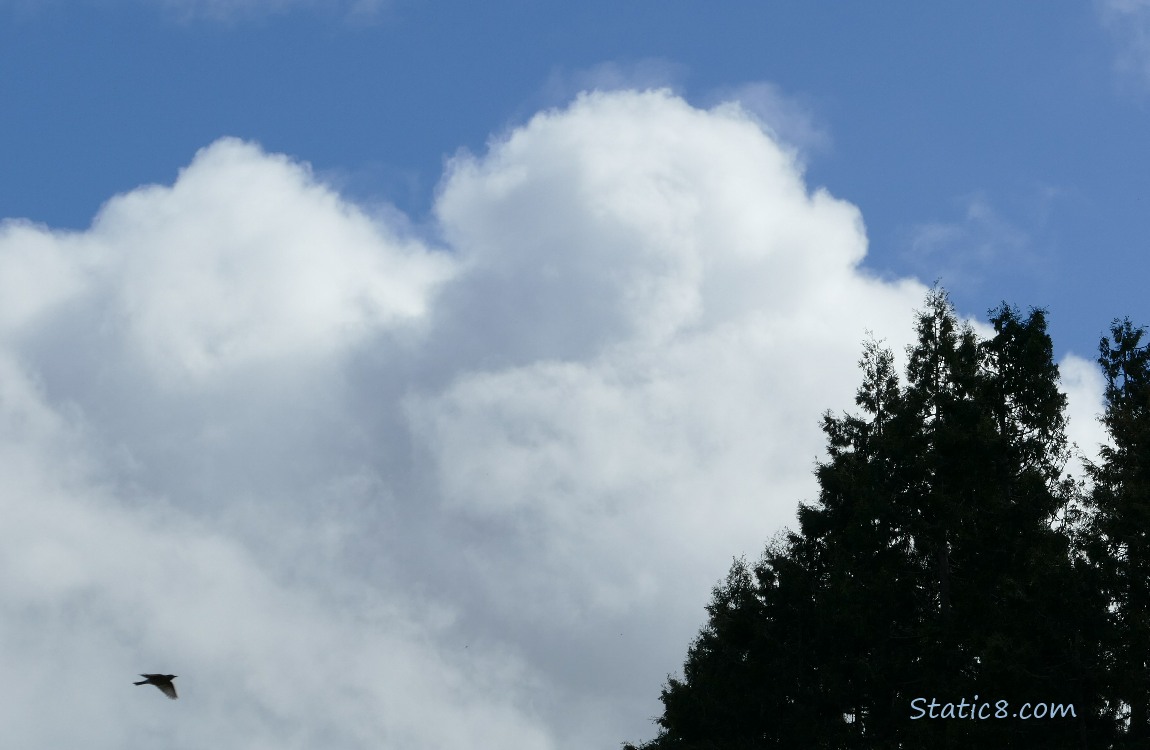 Puffy clouds and the silhouette of a tree and a bird flying
