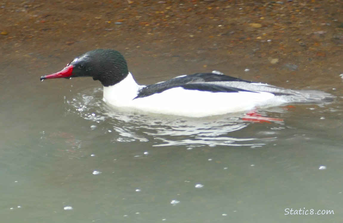 male Common merganser paddling on the water