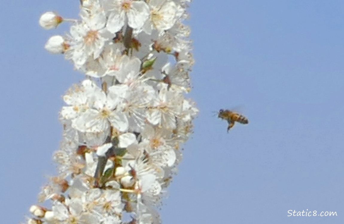 Honey Bee at the tree blossoms