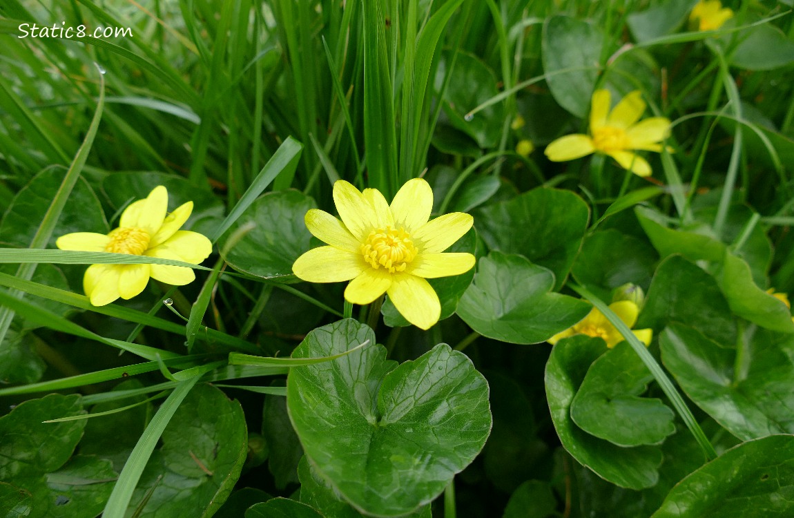 Lesser Celandine blooms in the grass