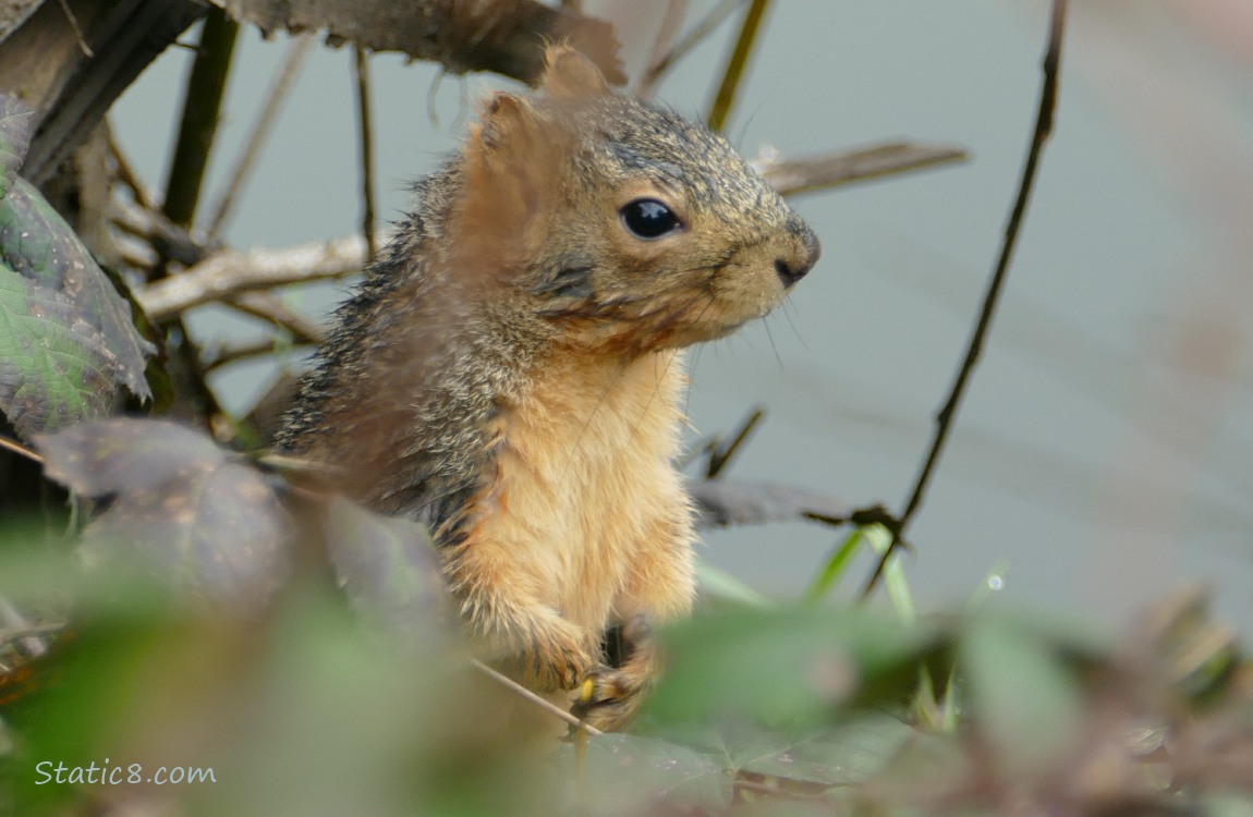 Squirrel 