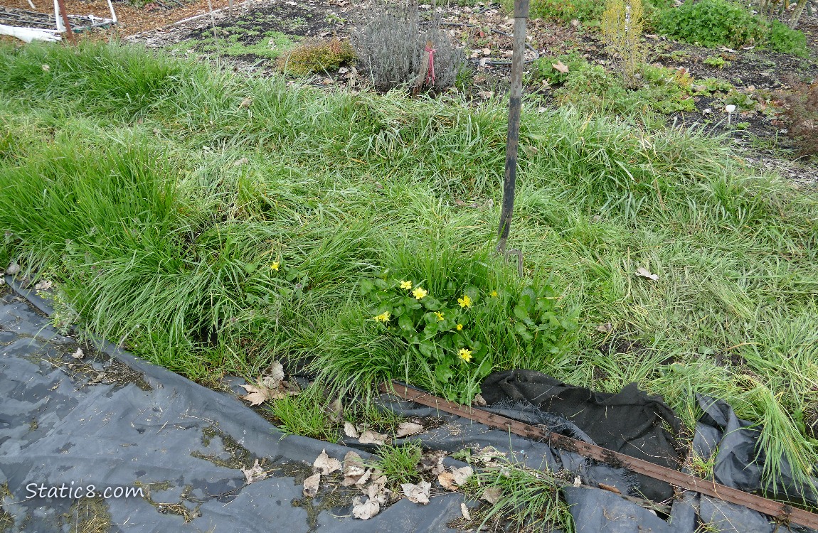 Garden plot covered with black plastic