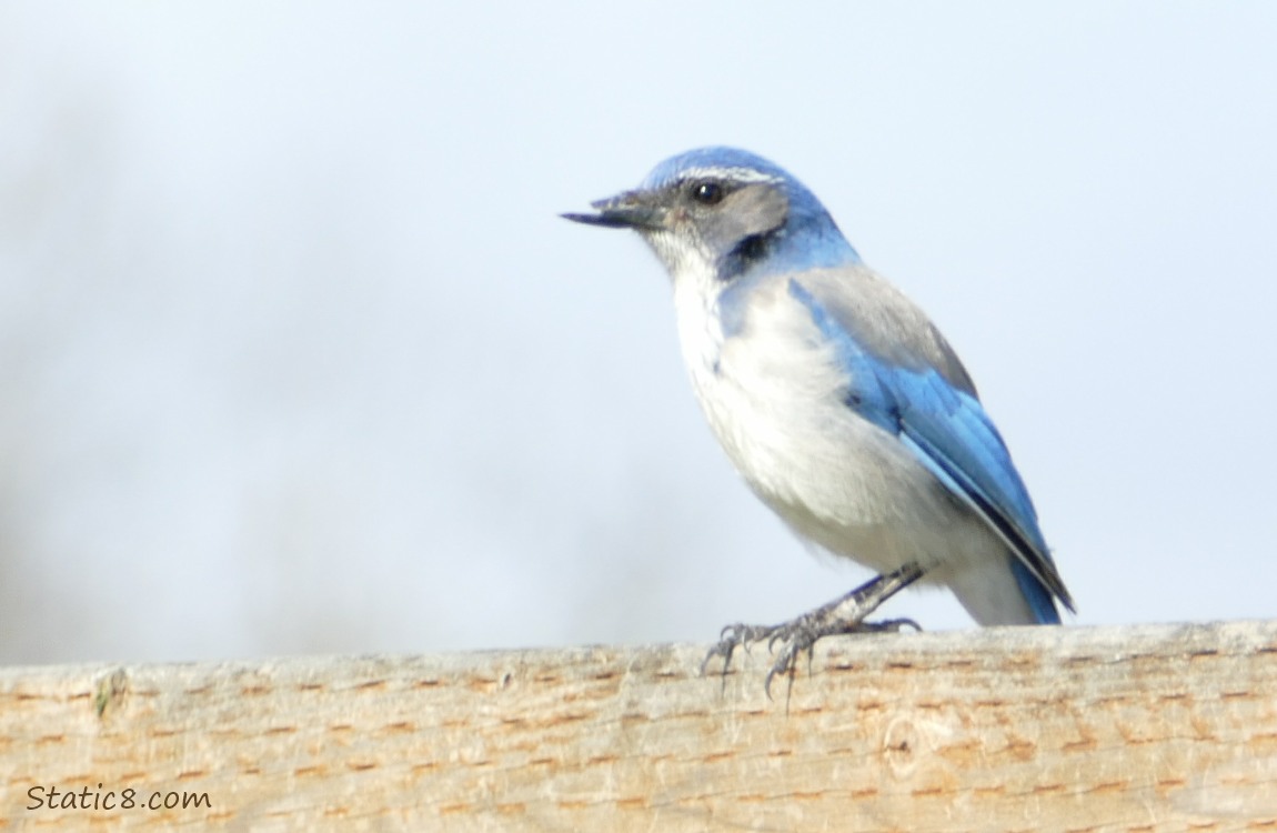 Scrub Jay standing on a wood fence