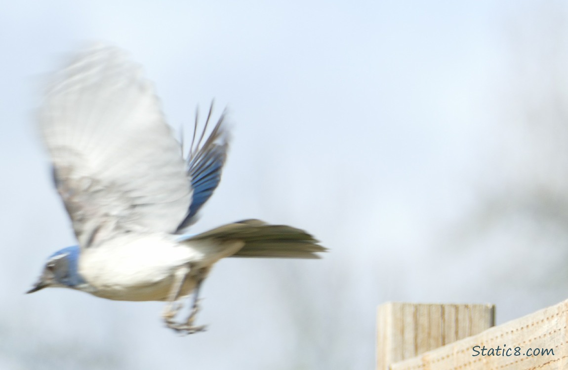 Scrub Jay flying from wood fence