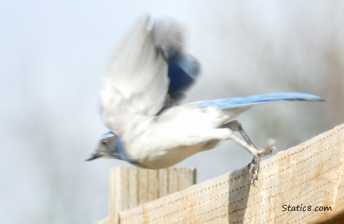 Scrub Jay launching off from a wood fence