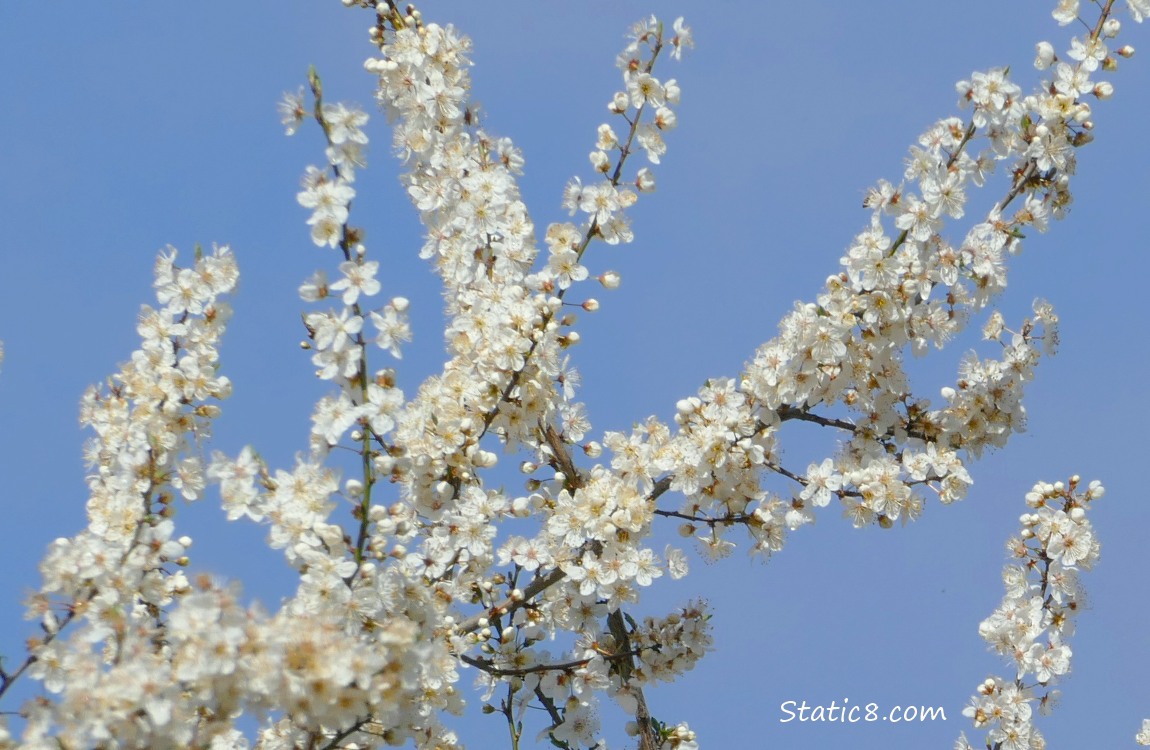 Tree blossoms in front of a blue sky