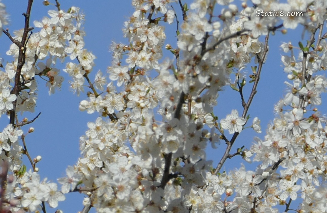 Fruit tree blooms with blue sky behind