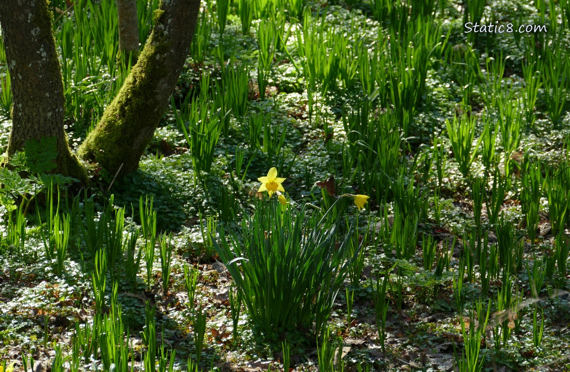 Daffodil bloom on a forest floor