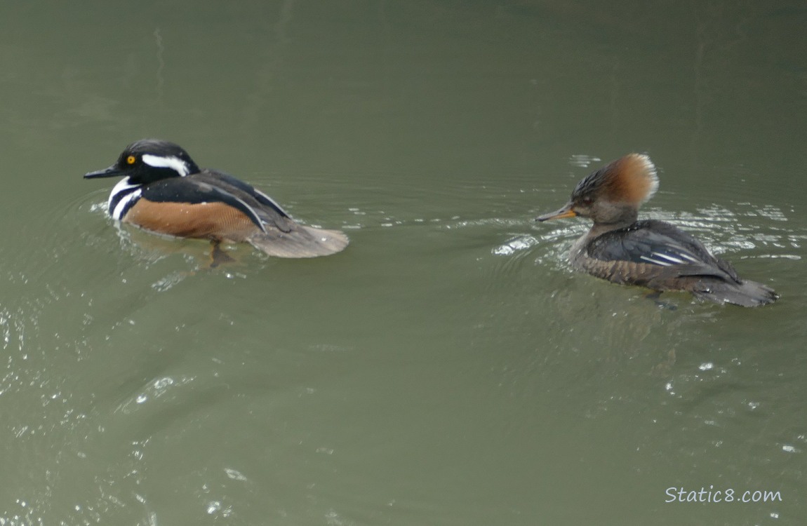 Hooded Merganser pair, paddling on the water