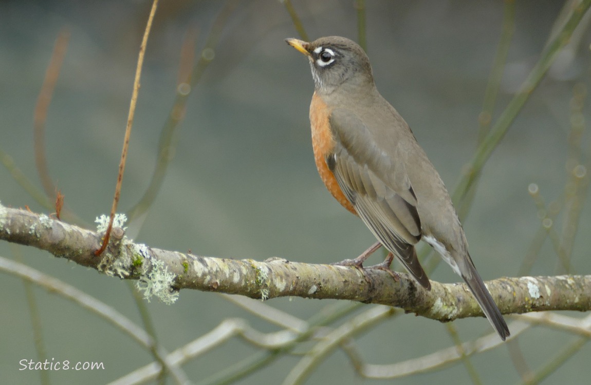 American Robin standing on a twig