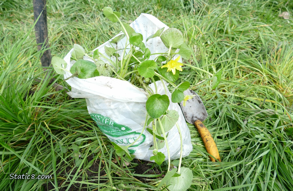 Bagged Lesser Celandine
