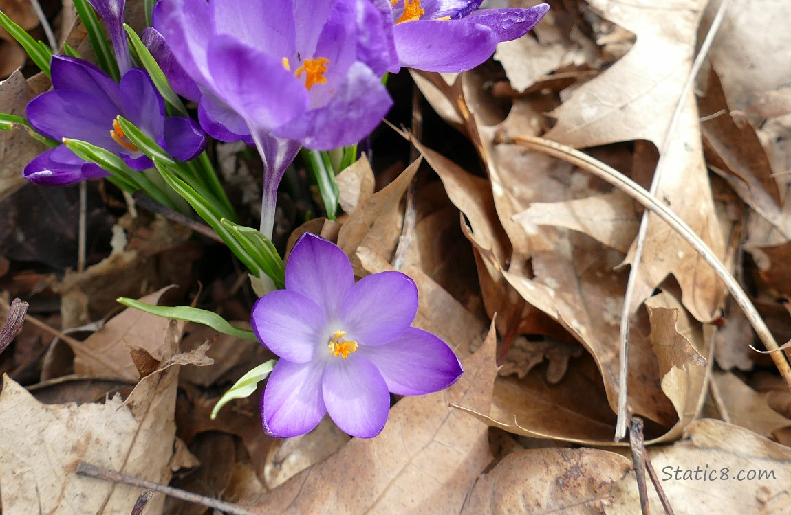 Purple Crocus blooms