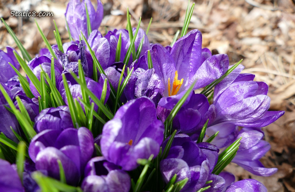 Purple Crocus blooms