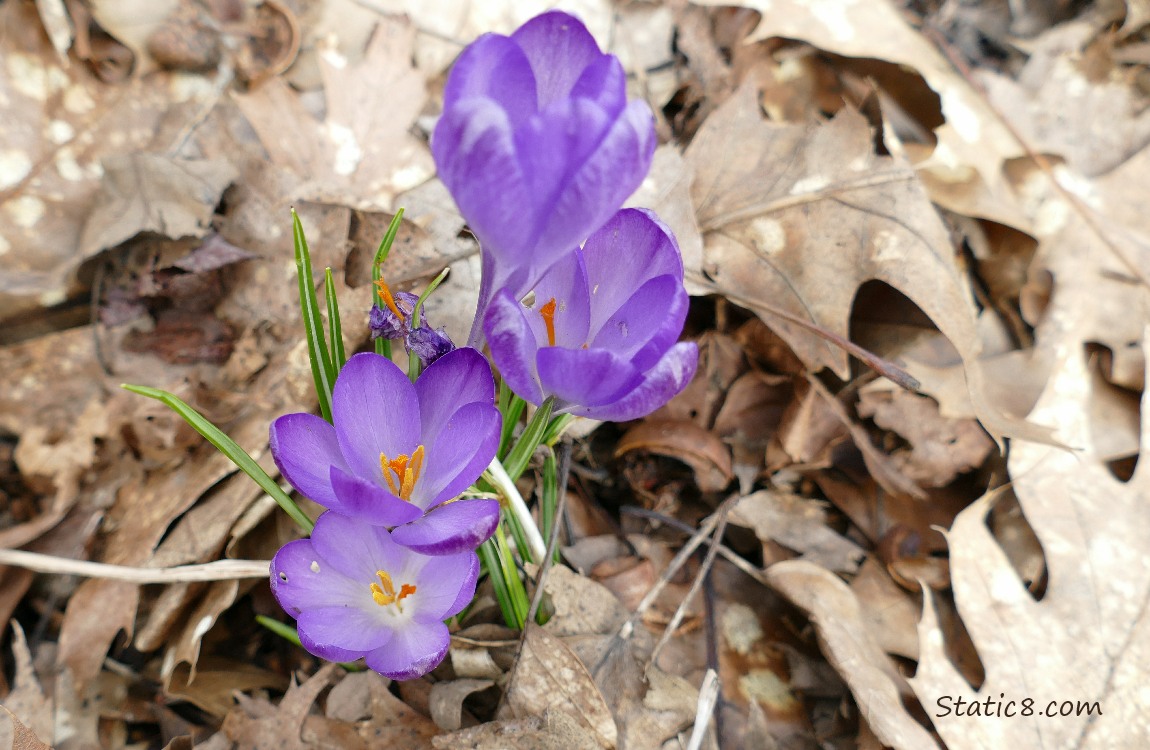 Four purple Crocus blooms surrounded by leaf mulch