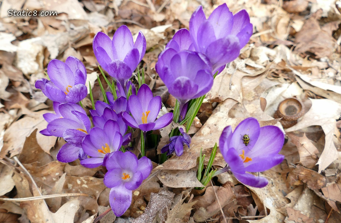 Purple Crocus blooms and a Cucumber Beetle
