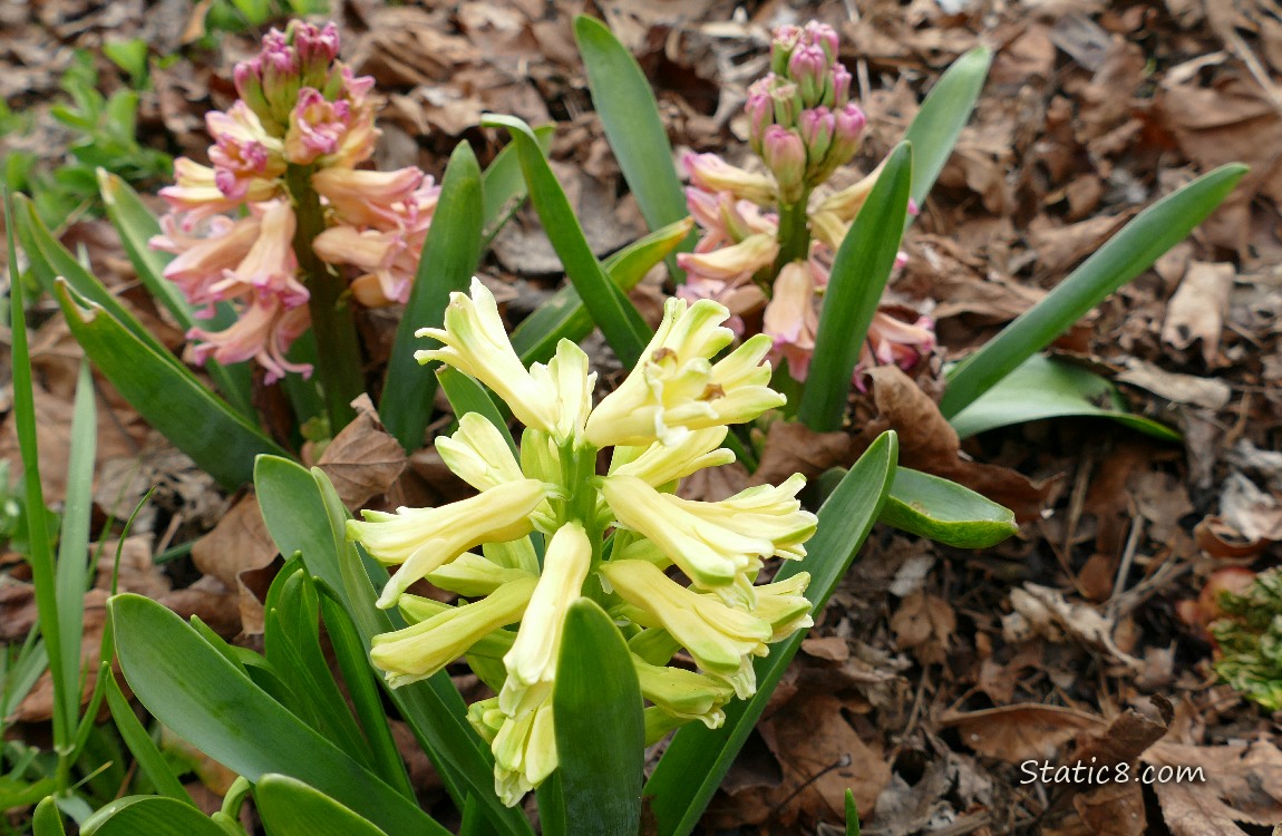 Yellow and pink Hyacinth blooms
