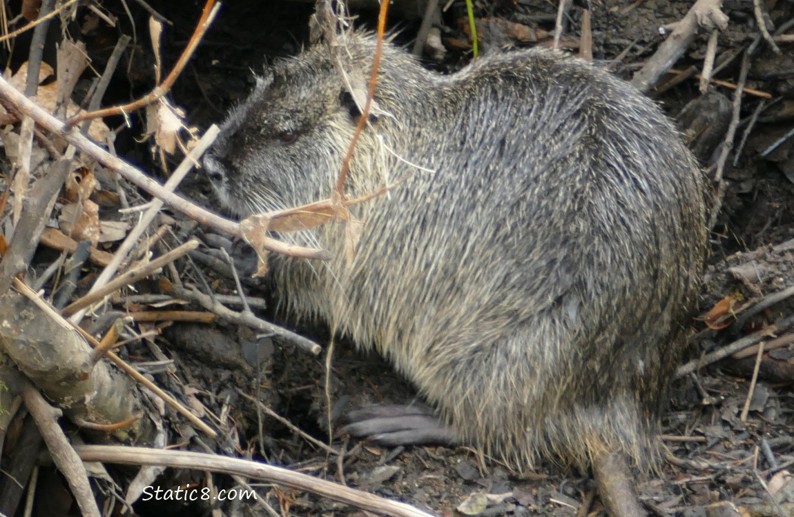 Nutria sitting on the bank of the creek