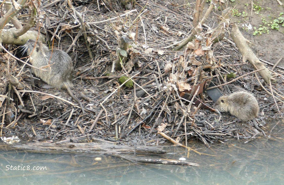 Two Nutrias on the bank