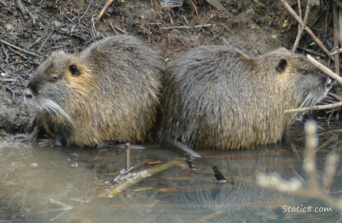 Two Nutrias next to each other at the bank of the creek