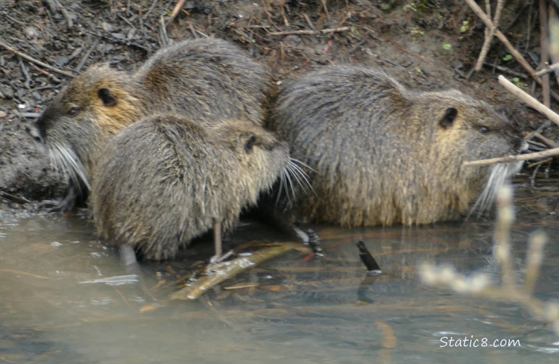 Three Nutrias on the bank of the creek