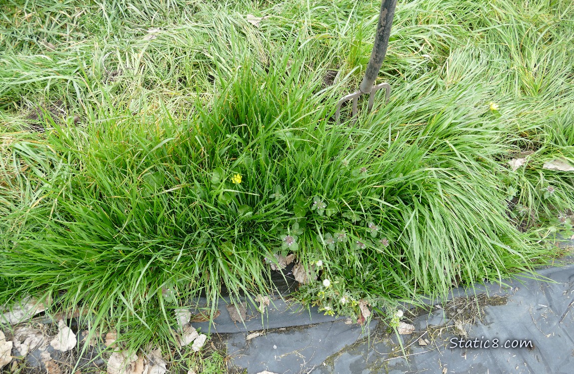 Garden plot next to a grassy path
