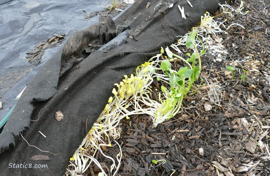 Invasive plants growing under a black tarp