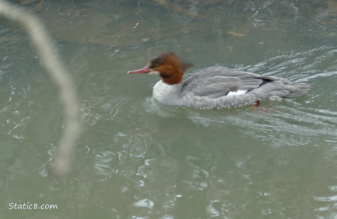 Female Common Merganser paddling on the water