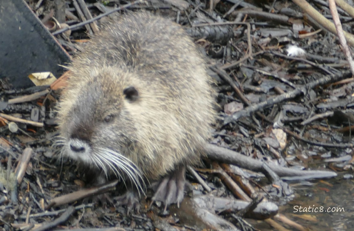 Nutria stanting on the bank of the creek