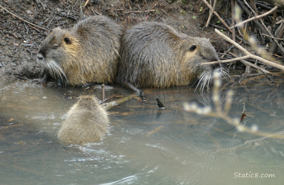 Nutria swimming towards two on the bank