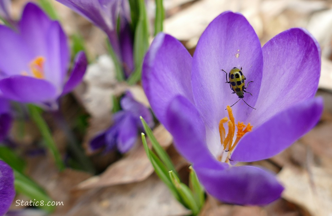 Spotted Cucumber Beetle in a purple Crocus bloom