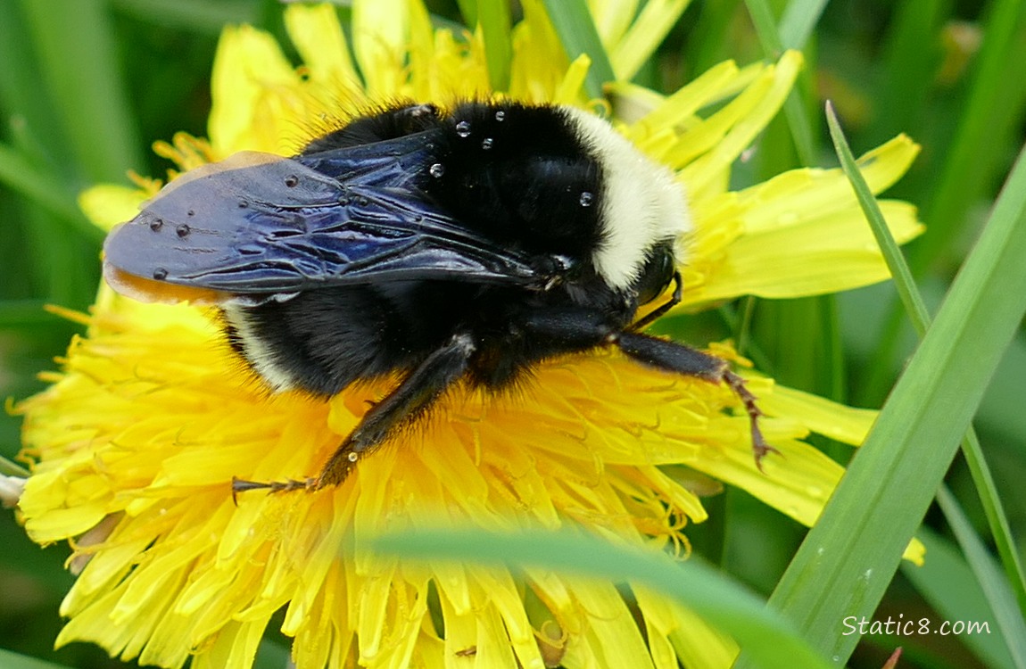 Bumblebee standing on a Dandelion bloom