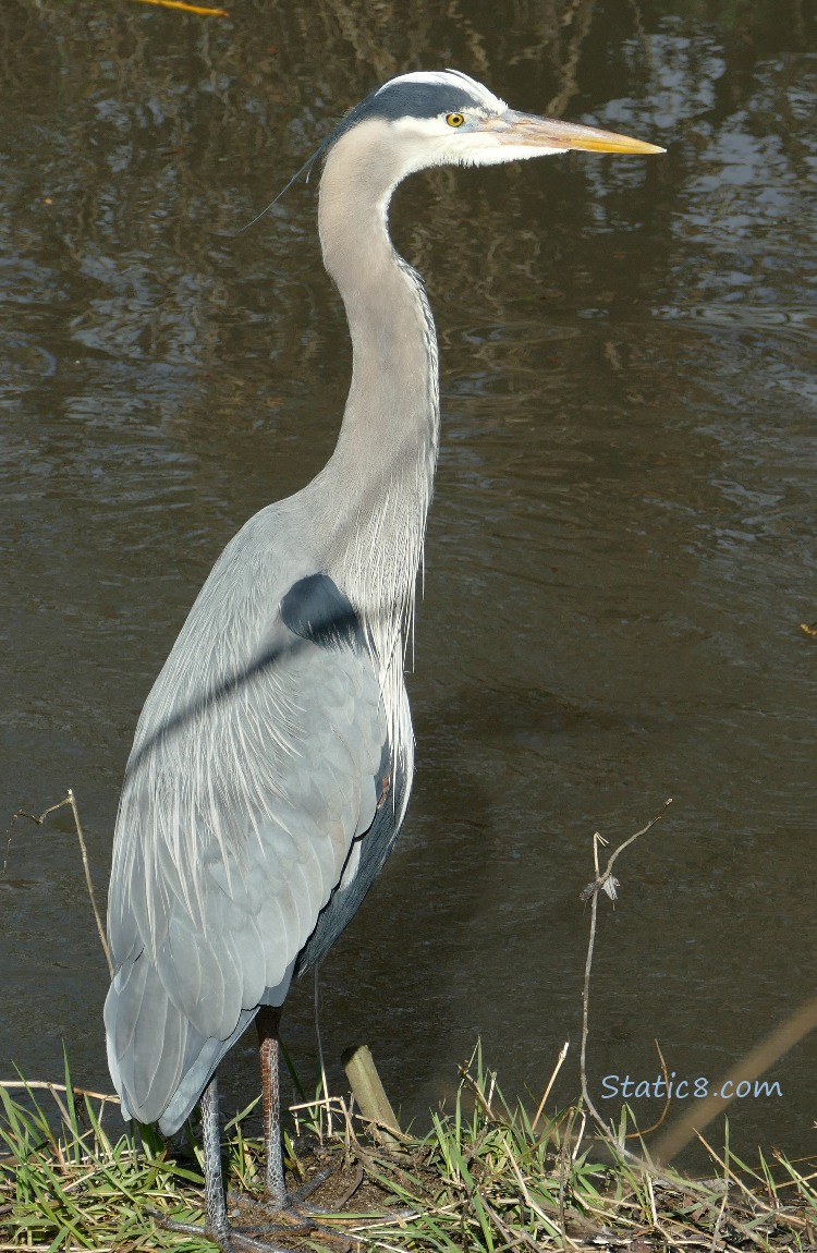 Great Blue Heron standing on the bank of the creek