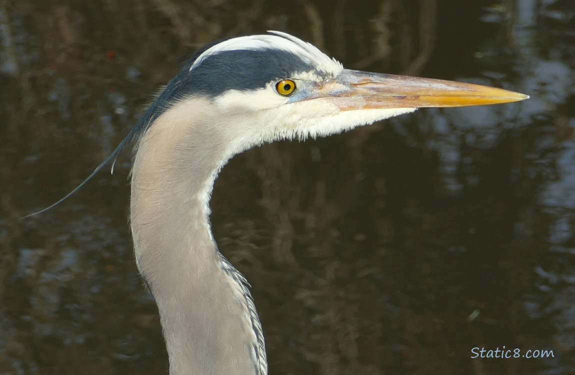 Close up of a Great Blue Heron with the water of the creek in the background