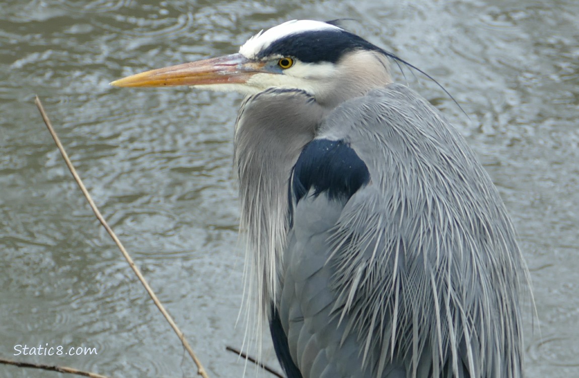 Close up of a Great Blue Heron with the water of the creek behind