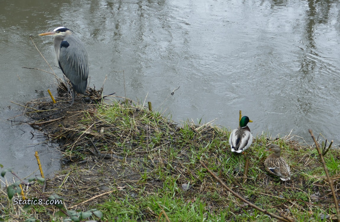 Great Blue Heron standing on the bank with a pair of Mallards