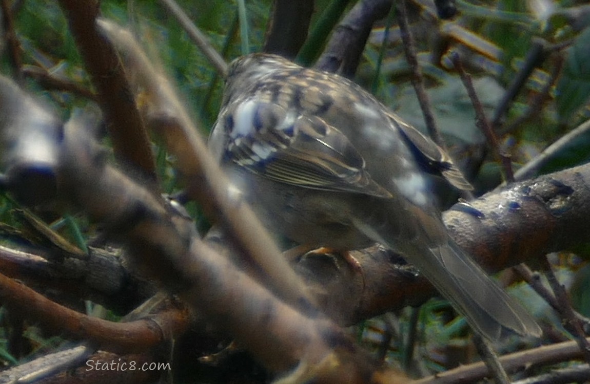 The back of a sparrow with white spots
