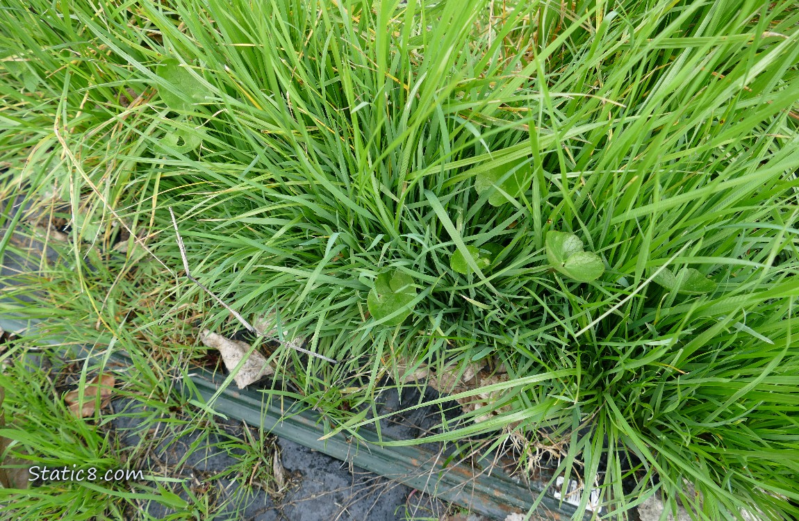 Lesser Celandine leaf in the grass