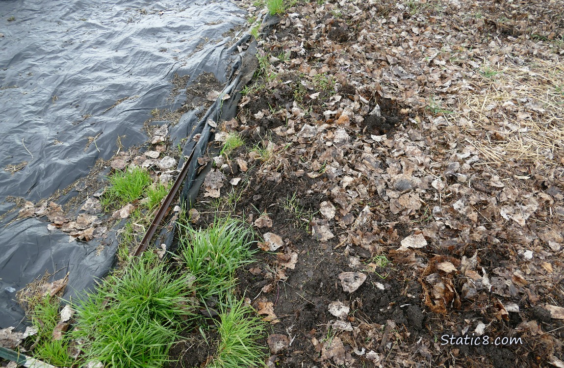 Garden plot covered with a black tarp