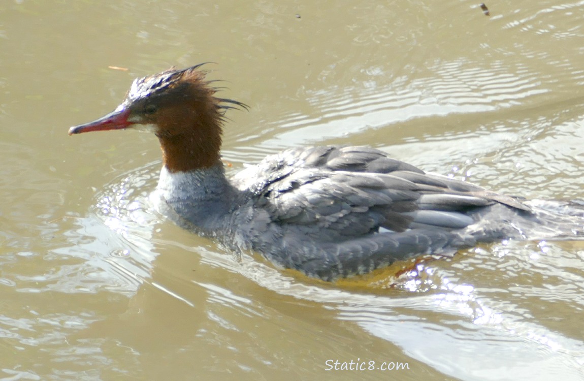 female Common Merganser paddling on the water
