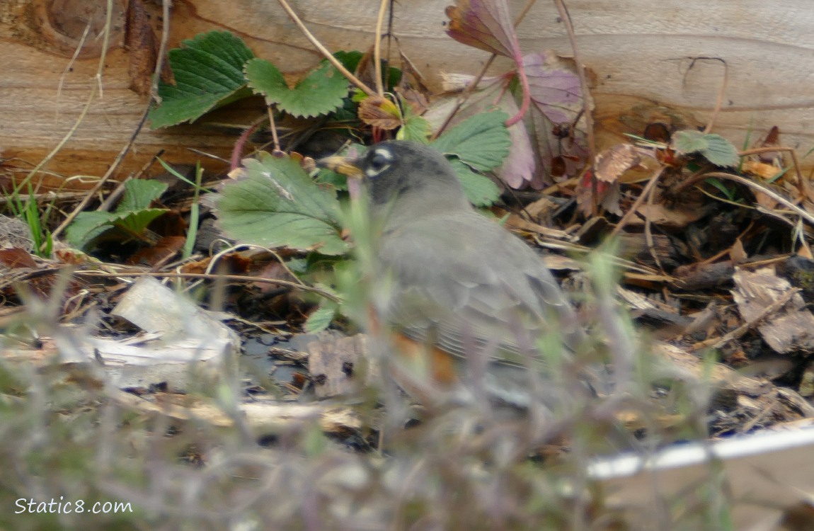 American Robin behind a blurry plant