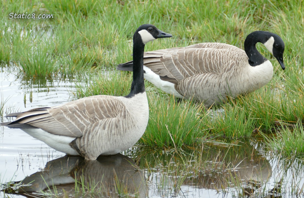 a pair of Canada Geese wading in a grassy pond
