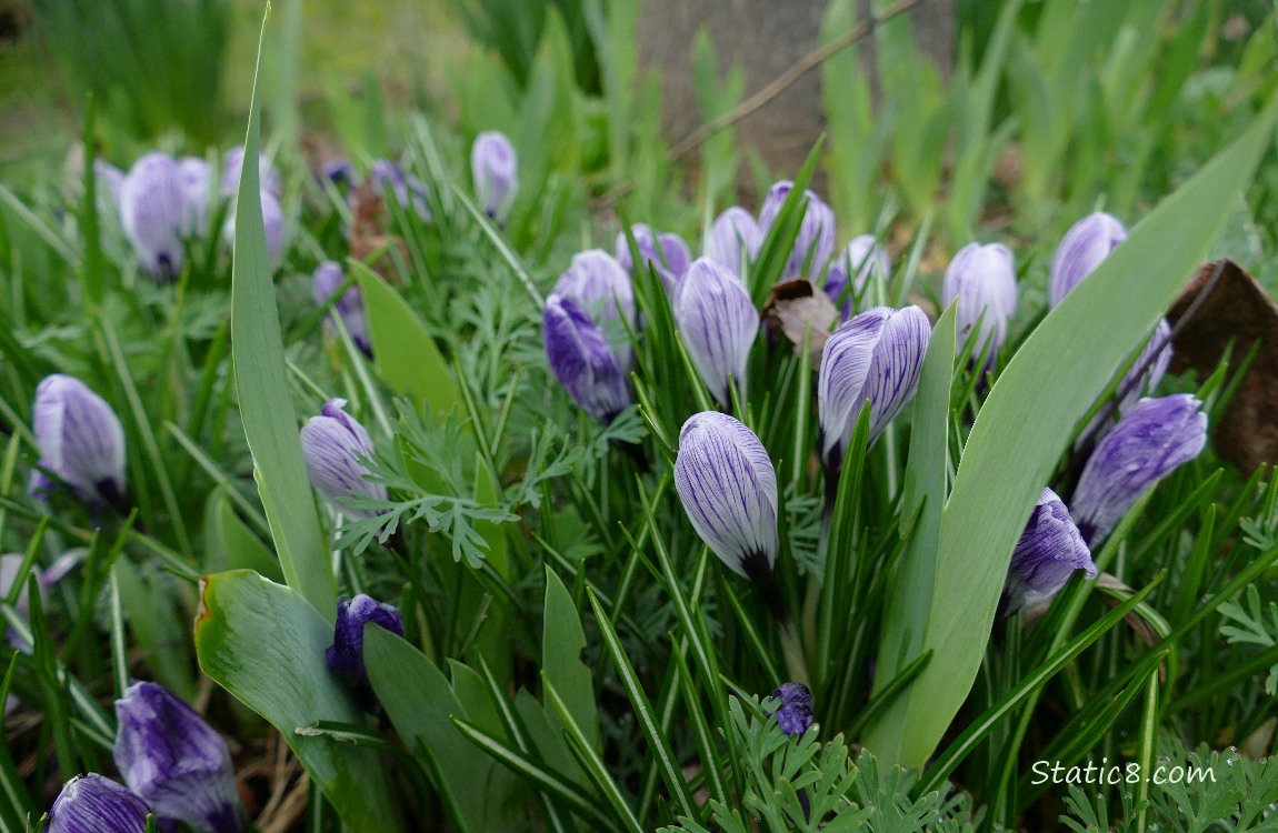 Crocuses blooms in the grass