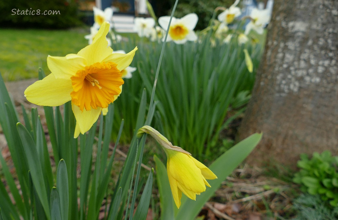 Jonquil blooms
