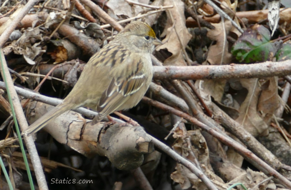 Golden Crown Sparrow standing in sticks
