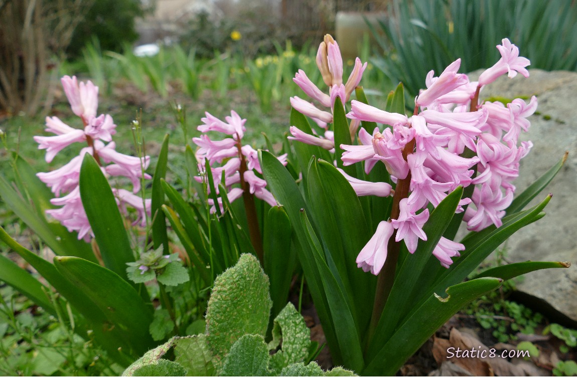 Pink Hyacinth blooms